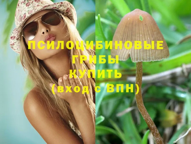 где можно купить   Лодейное Поле  Псилоцибиновые грибы Magic Shrooms 